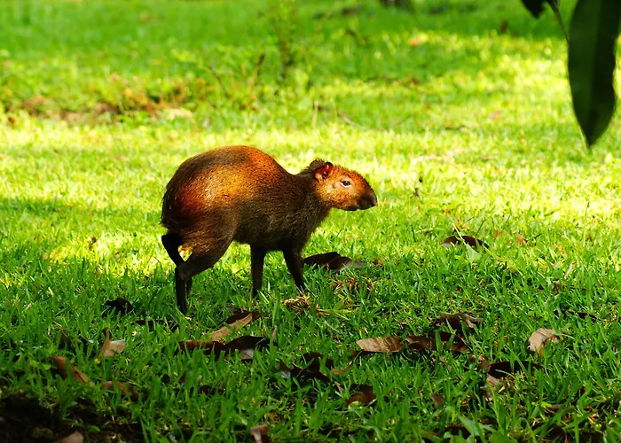 Buena Vista Del Rincon Eco Adventure Park, &
